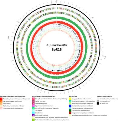 Genome-wide transposon mutagenesis analysis of Burkholderia pseudomallei reveals essential genes for in vitro and in vivo survival